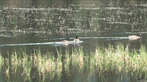 Geese in Marsh Stock Footage 122872