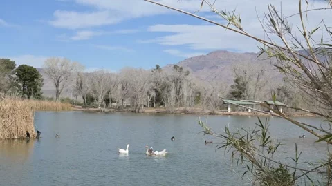 Geese Mating Stockbeeldmateriaal 266334478