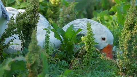 Geese in the meadow Video stock 12209169