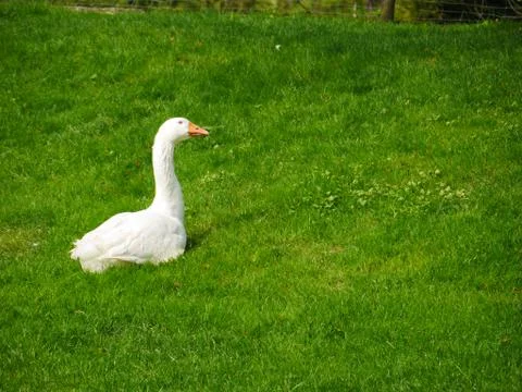 Geese meadow Stock Photos