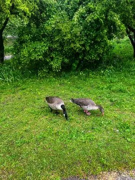 Geese in a Meadow 写真素材