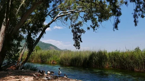 Geese at Mediterranean Rivers Stock Footage 79045295