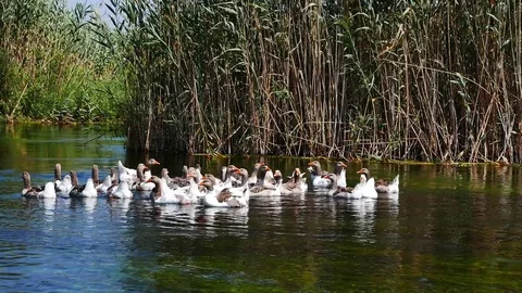 Geese at Mediterranean Rivers Stock Footage 85205704