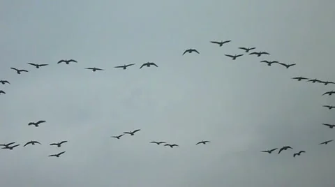 Geese Migrating Stock Footage