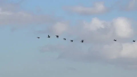 Geese in migration wintertime flying in blue sky England 4k Video stock 221175348
