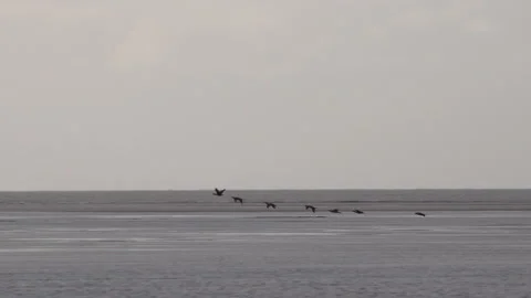 Geese in migration wintertime flying low over water England 4k 스톡 동영상 143317005