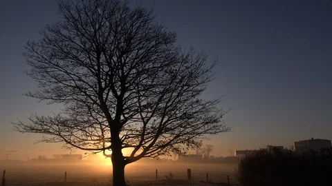 Geese in migration wintertime flying past tree in early morning mist England 4k Video stock 120179156