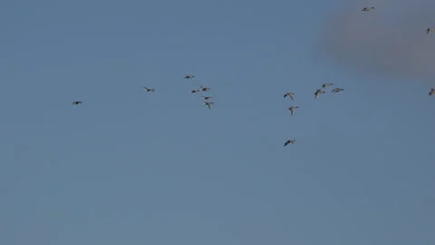 Geese in migration wintertime in formation against blue sky England 4k Видео 221176098