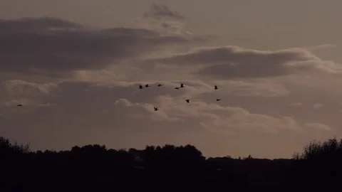 Geese in migration wintertime high in the clouds England 4k Video stock 117891695