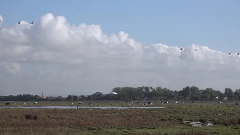 Geese in migration wintertime over nature reserve England 4k Video stock 221168282