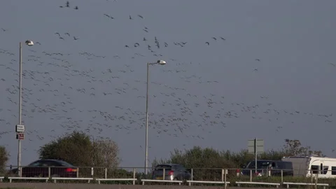 Geese in migration wintertime with traffic in foreground England 4k Video stock 143057252