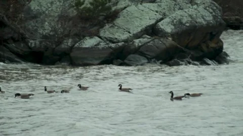Geese on Moving River Video stock 301575430