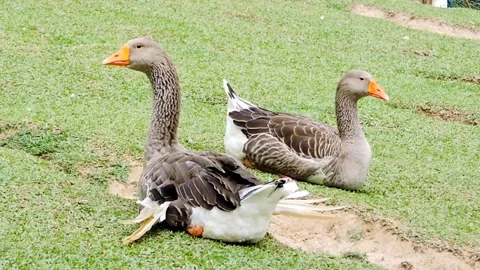 Geese in a natural environment. Video stock 315527861
