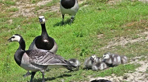 Geese in a nature Stock Footage 24663261