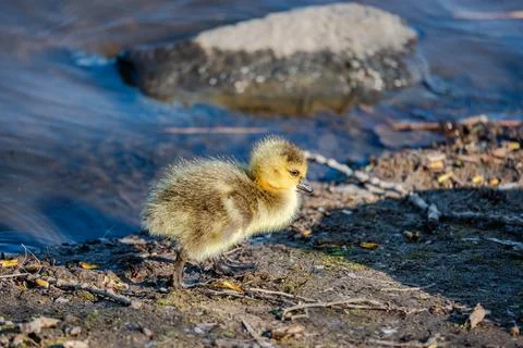 Geese with Newborn goslings Stock Photos