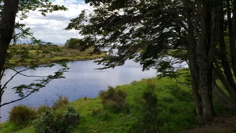 Geese Next to River Video stock 100590129