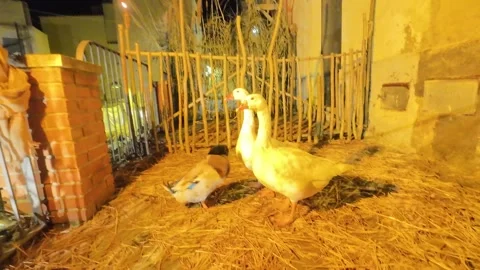 Geese in the night light 스톡 동영상 297578605