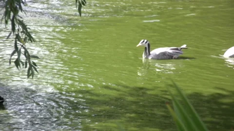 Geese or ducks with black and white markings Stock Footage 28006589