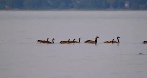 Geese on Ottawa River 스톡 동영상 172456480