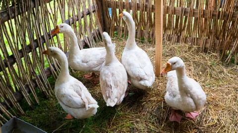 Geese in the paddock Stock Photos