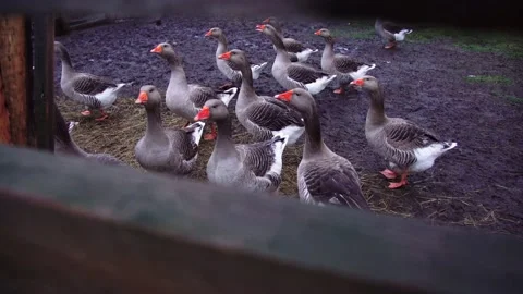 Geese in a paddock, rustic footage Stock Footage 224105097