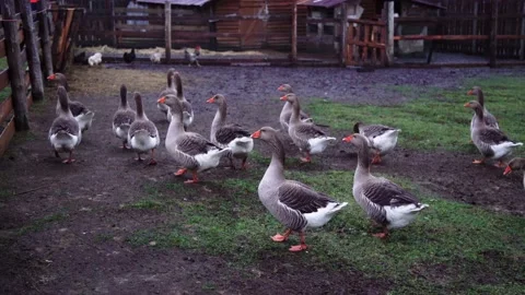 Geese in a paddock, rustic footage Stock Footage 224105192