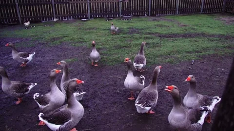 Geese in a paddock, rustic footage Stock Footage 224105334
