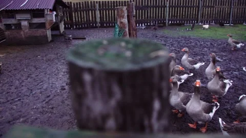Geese in a paddock, rustic footage Stock Footage 224105363