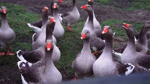 Geese in a paddock, rustic footage Stock Footage 224105426