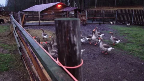 Geese in a paddock, rustic footage Stock Footage 224105530