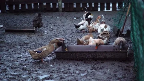 Geese in a paddock, rustic footage Stock Footage 224105601