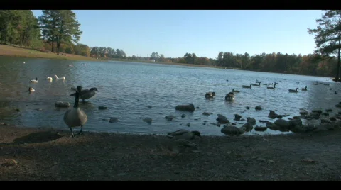 Geese in the park Stock Footage 296539