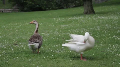 Geese in park 動画素材 11165326