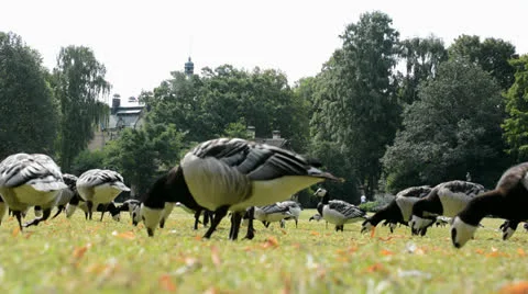 Geese in the Park Stock Footage 26649874
