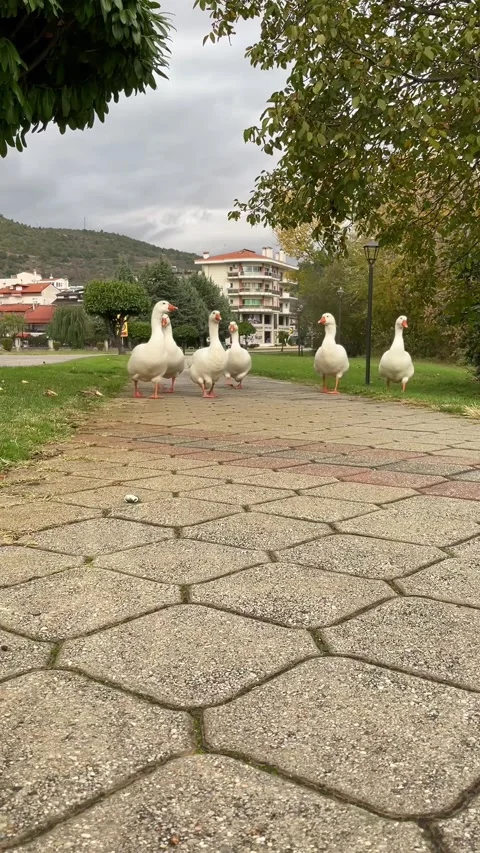 Geese in the park 스톡 동영상 304084535