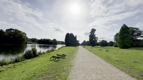 Geese at the Park Stock Footage 317628764