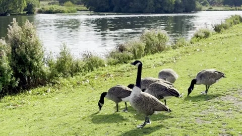 Geese at the Park Stock Footage 317628770