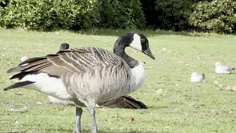 Geese at the Park Stock Footage 317628774