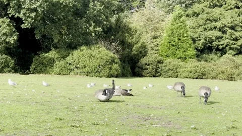 Geese at the Park Stock Footage 317628775