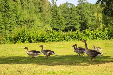 Geese in Park Stock Photos