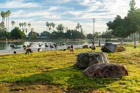 Geese in Park Stock Photos