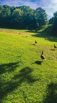 Geese in the Park 库存照片