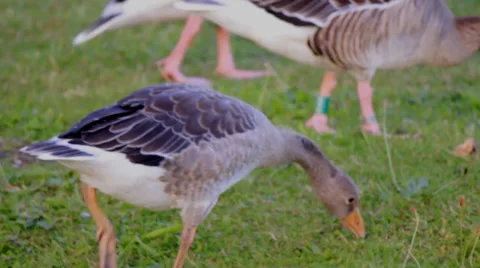 Geese in the park - Snack Time Video stock 39316941