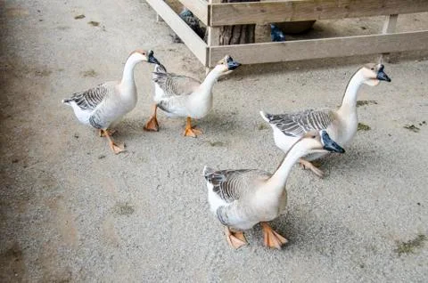 Geese on the Path Stock Photos
