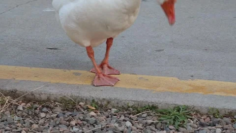 Geese pecking grass by the curb Stock-Footage 310309348