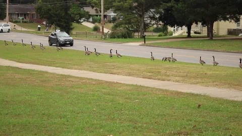 Geese pedestrians Stock Footage 81752599