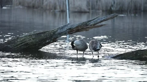 Geese Performing Natural Grooming Behavior in Pond Vídeo Stock 335543704