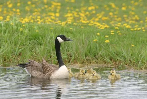 Geese Stock Photos
