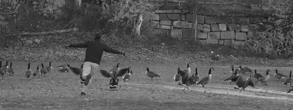 Into the Geese 库存照片