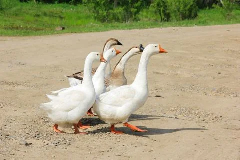 Geese Stock Photos